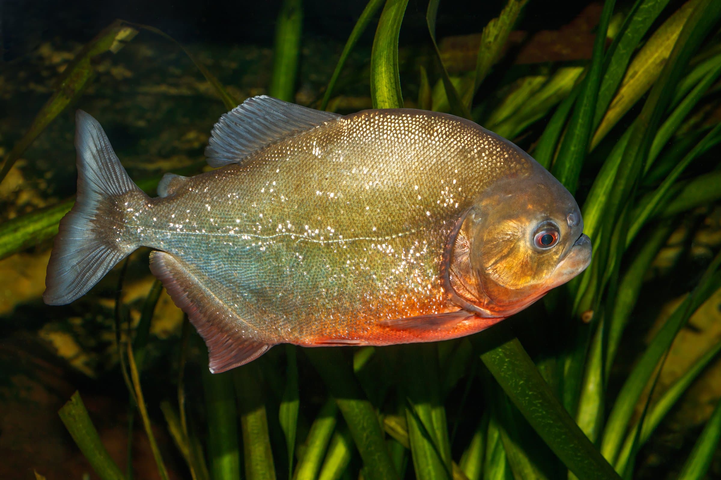 Pygocentrus nattereri